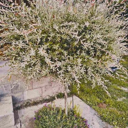 Jos 5 Minuta בית נופש *